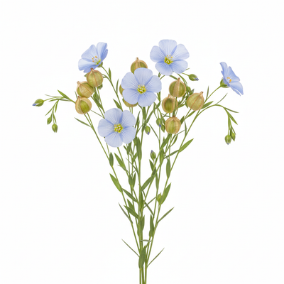 Leinsamenöl (Flaxseed)