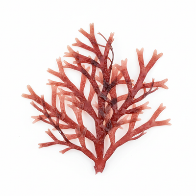 Hydrolysiertes Rhodophyceae Extrakt (Rotalgen)